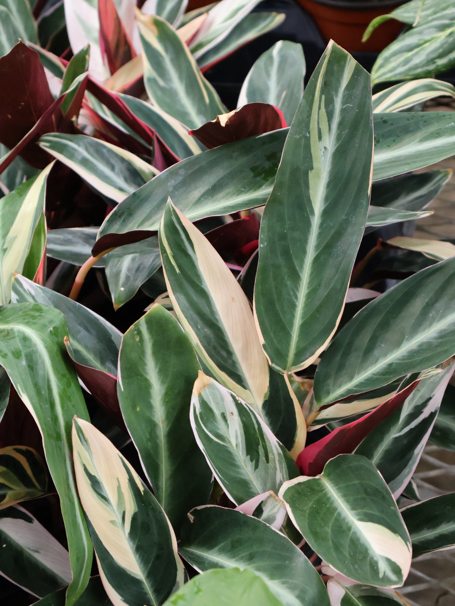 5" STROMANTHE TRIOSTAR