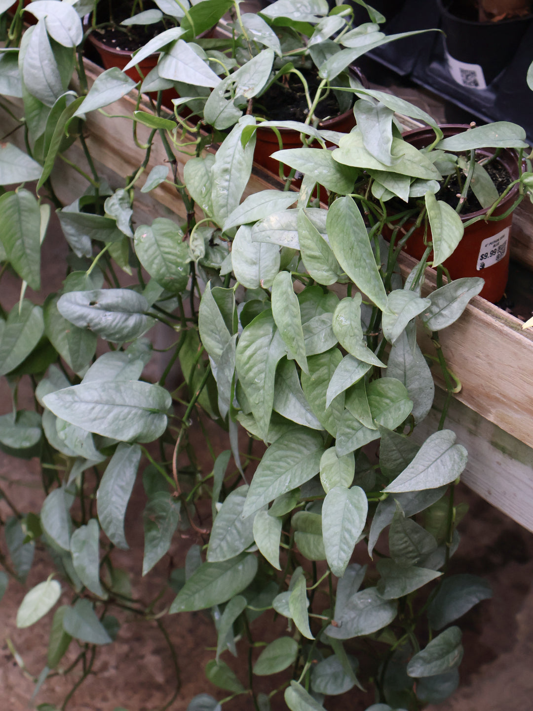 4" POTHOS CEBU BLUE