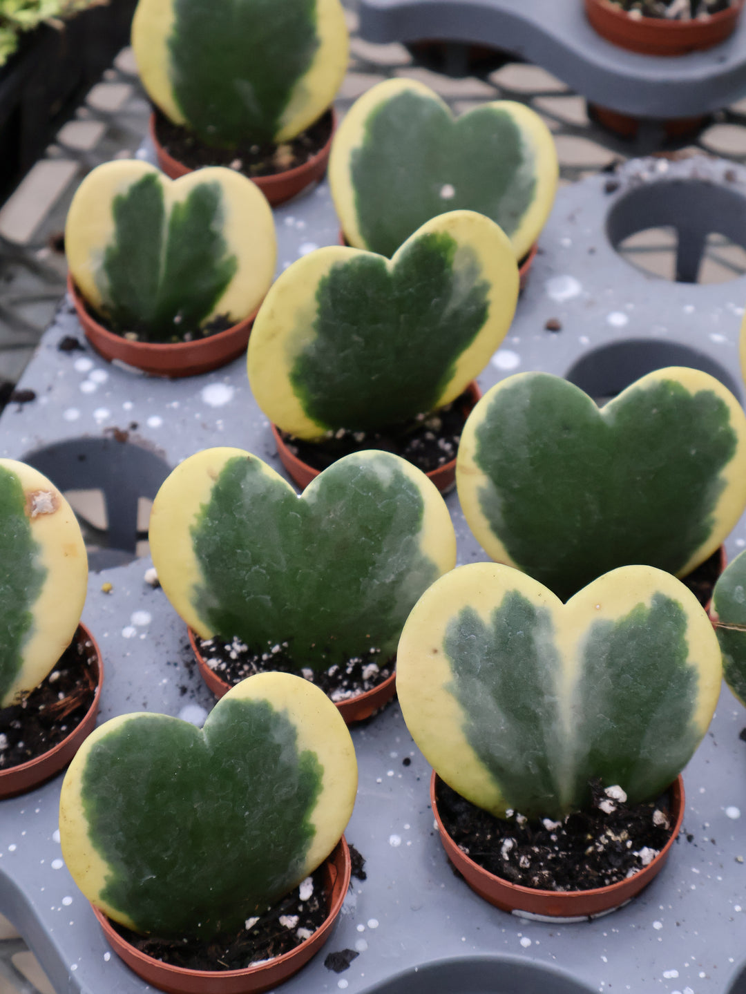 2" HOYA VARIEGATED HEART