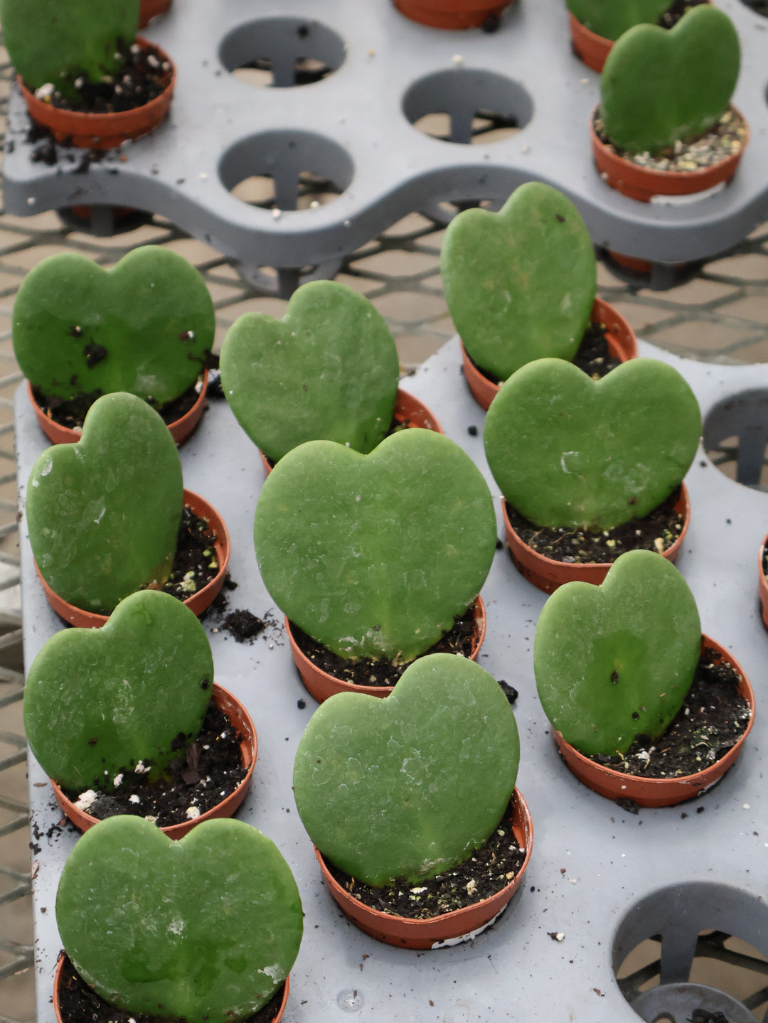 2.5" HOYA KERRI