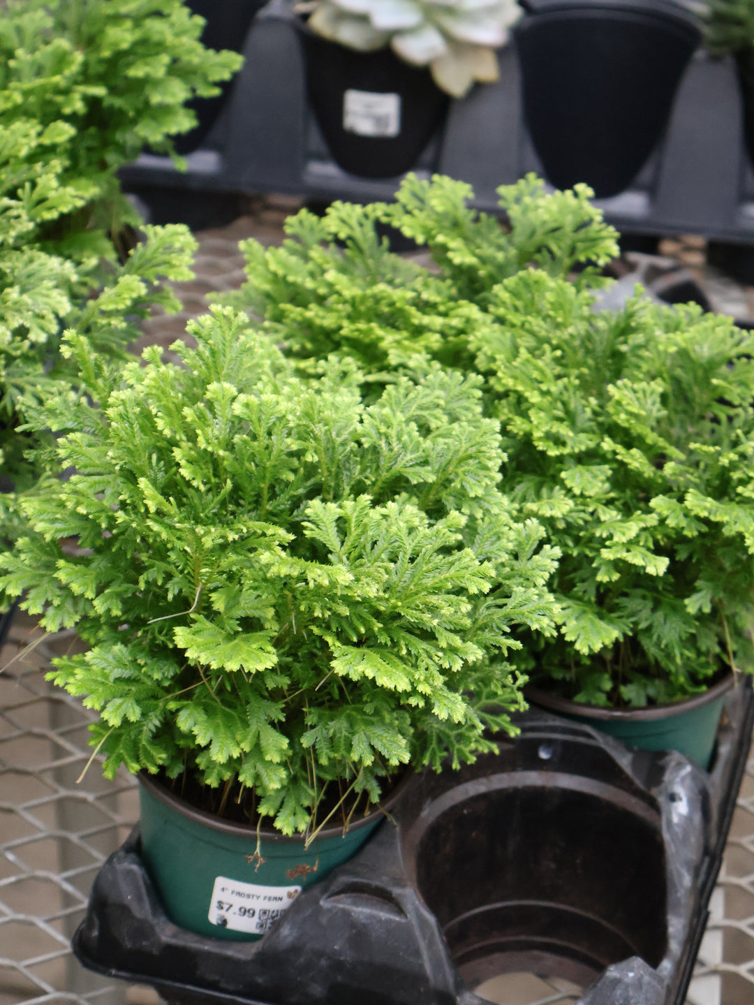 4" FROSTY FERN