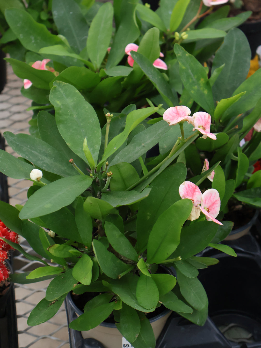 4.5" CROWN OF THORNS