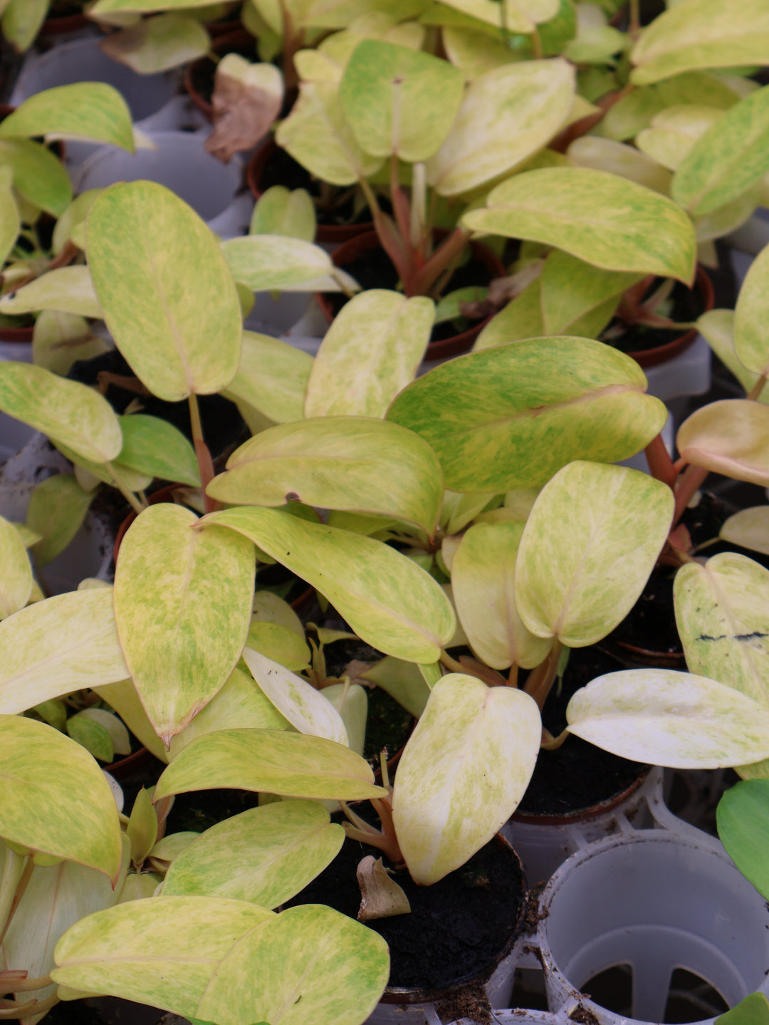 3" PHILODENDRON PAINTED LADY