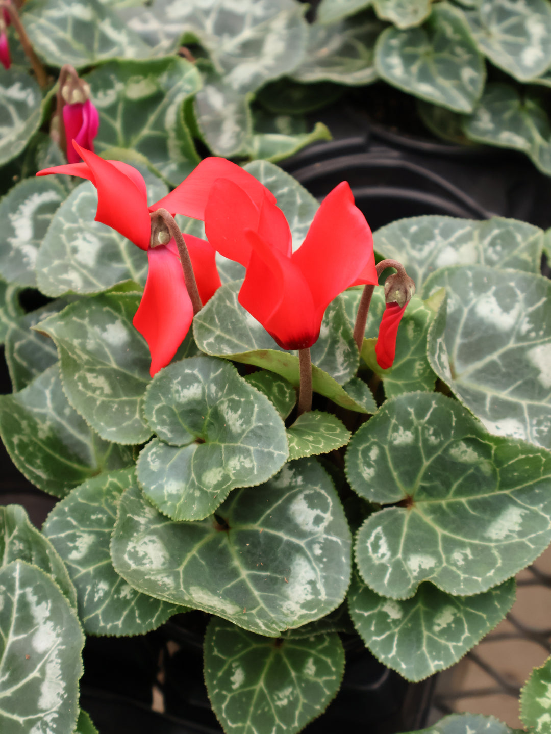 4.5" CYCLAMEN
