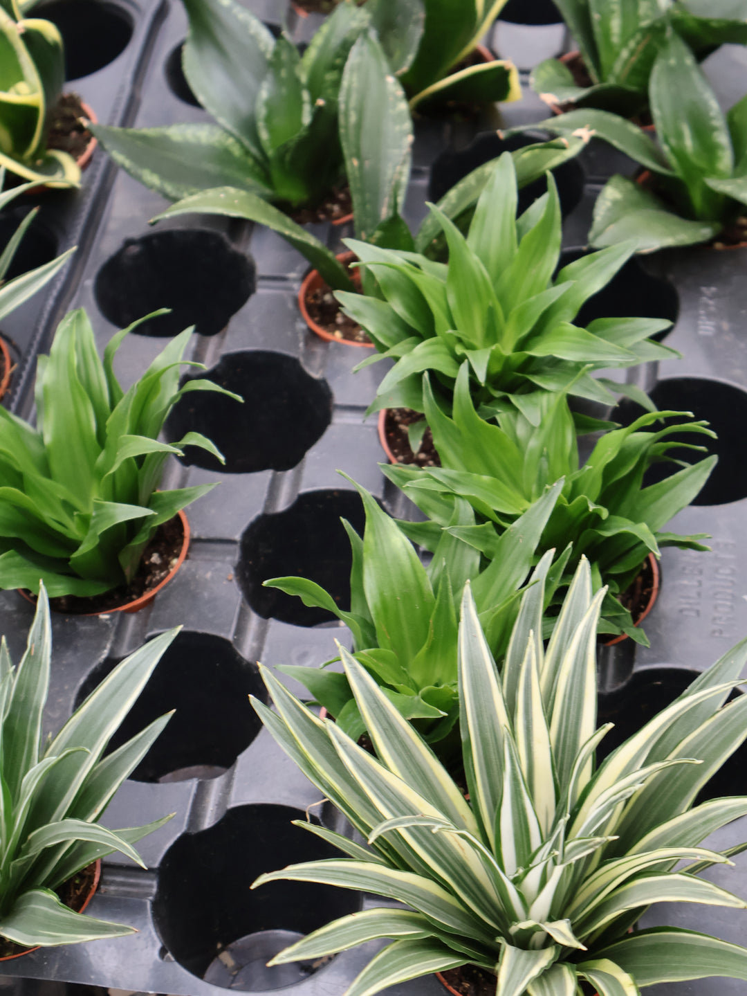 2.5" ASSORTED PLANTS