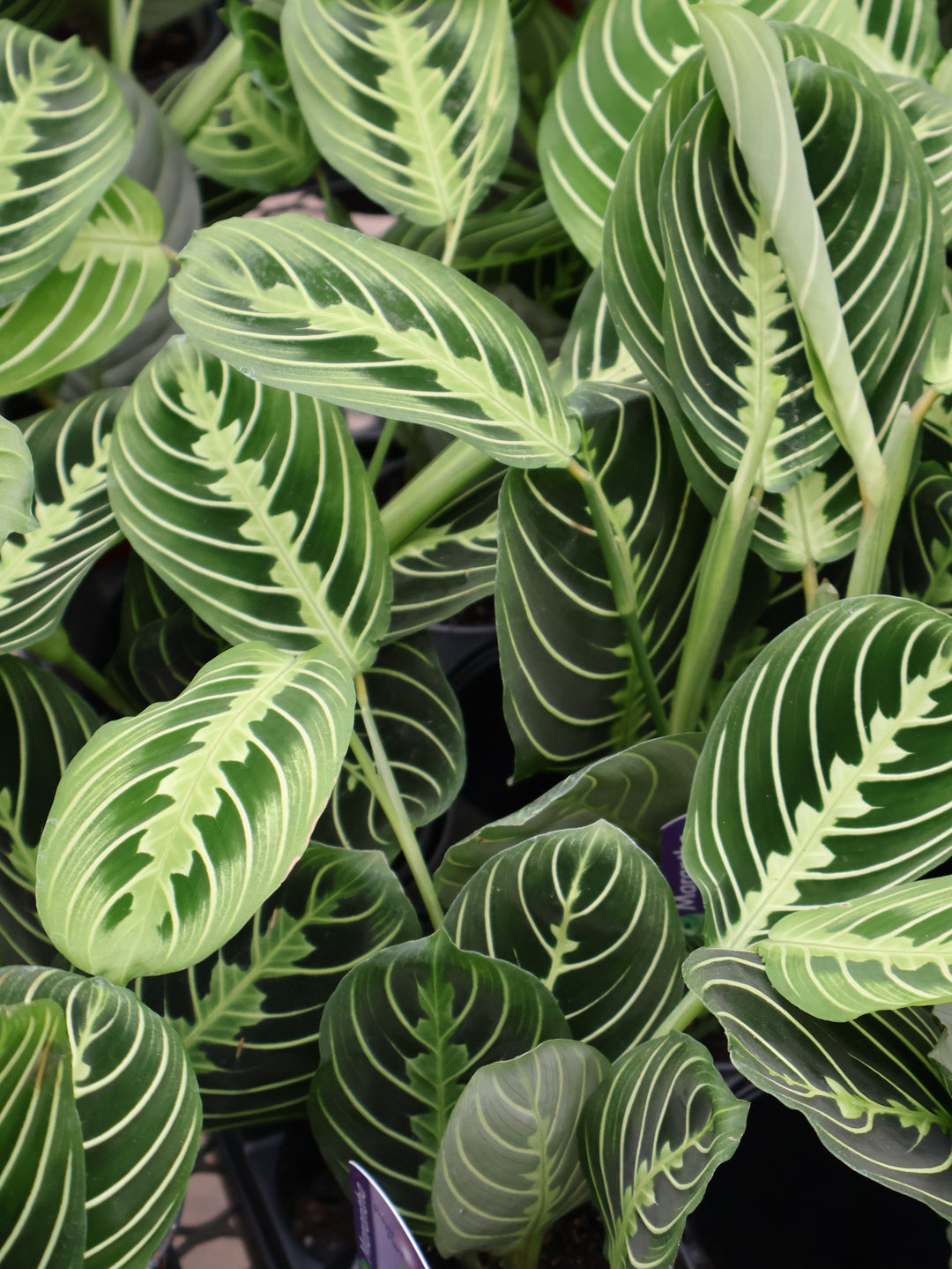 3.5" PRAYER PLANT