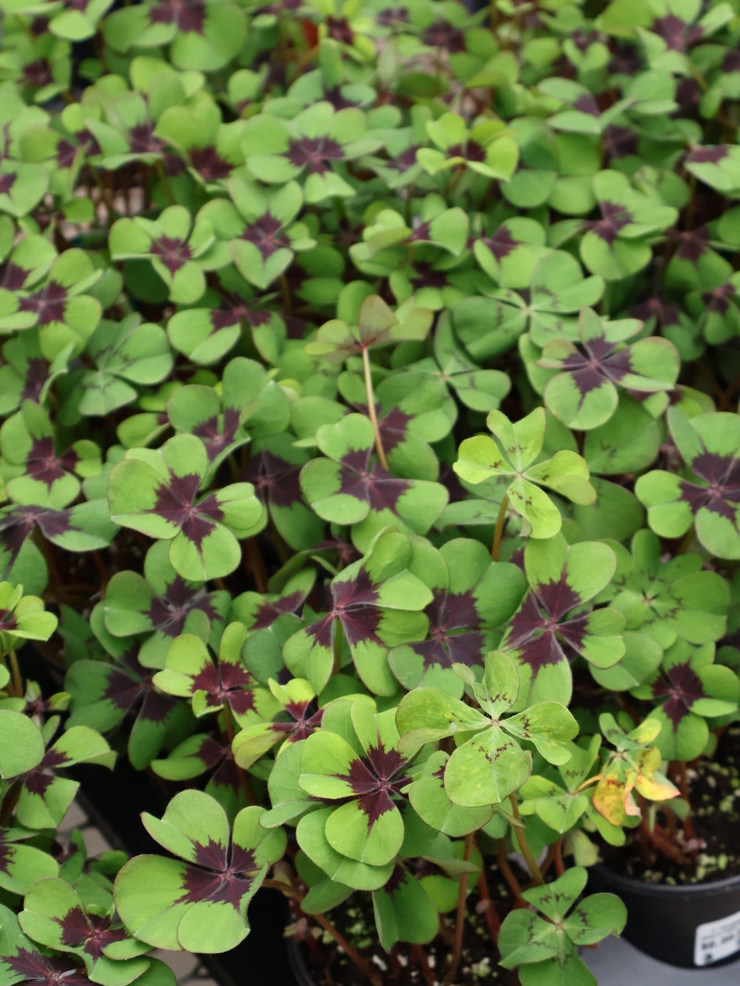 4" SHAMROCK OXALIS IRON CROSS