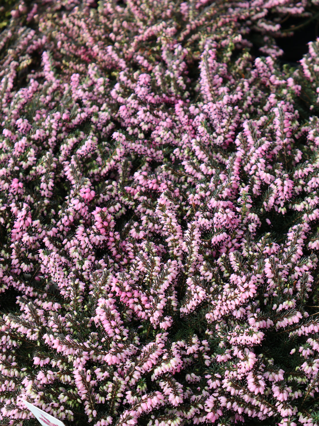 4" WINTER HEATHER
