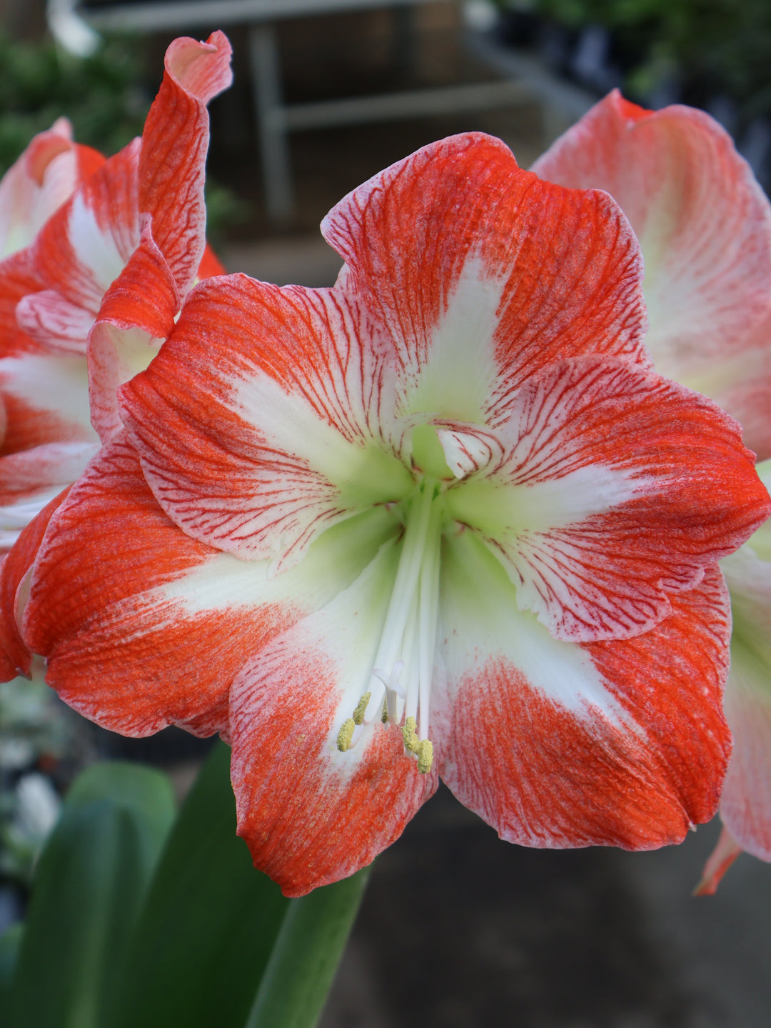 6" AMARYLLIS