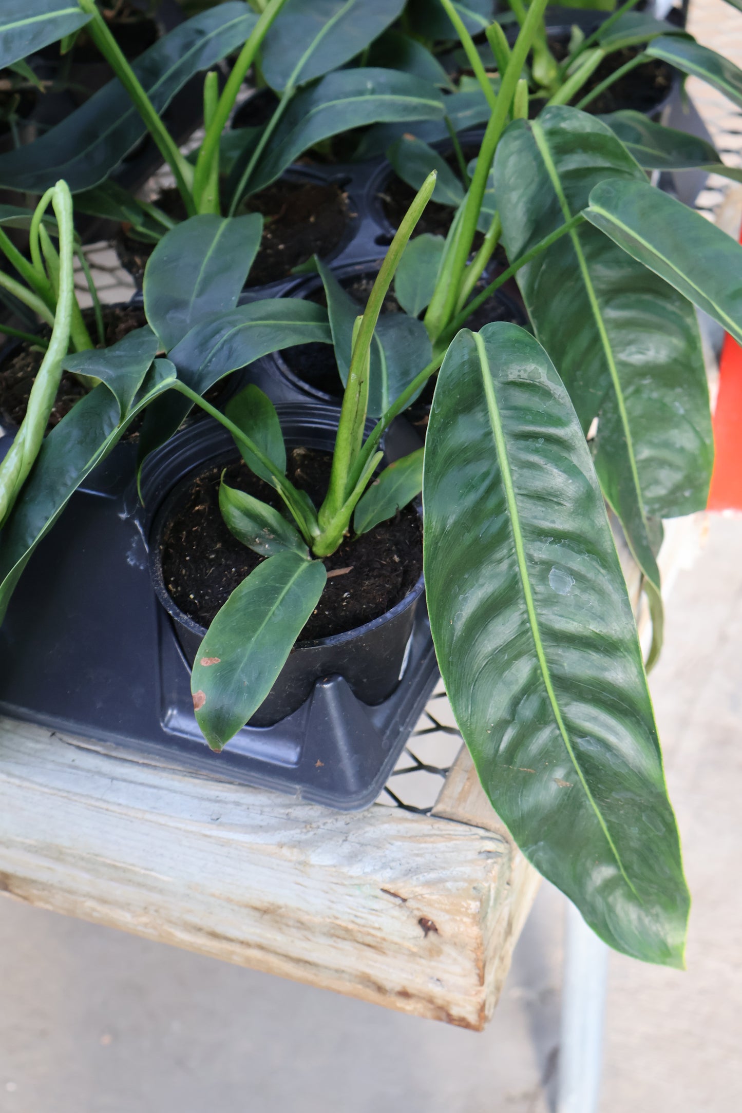 4.5" PHILODENDRON PATRICAE