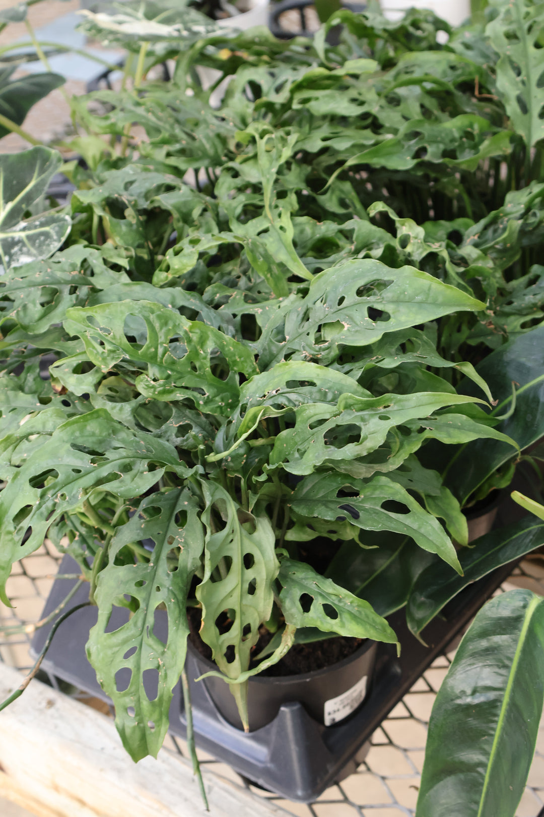 5" MONSTERA OBLIQUA
