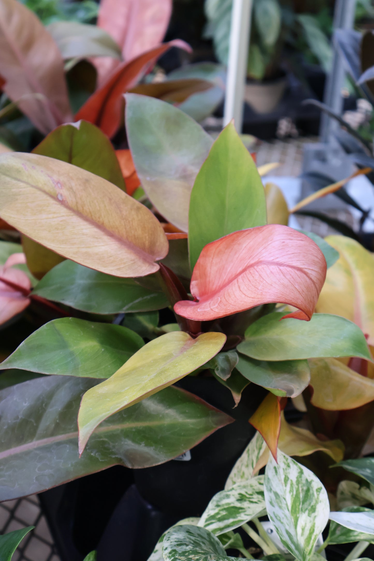 5" PHILODENDRON SUN RED