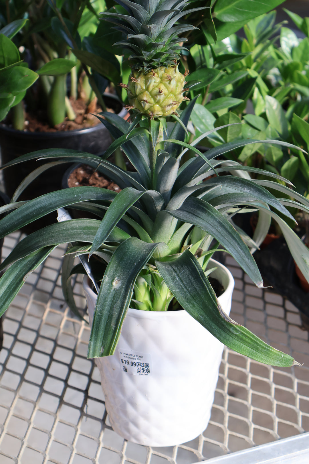 5" PINEAPPLE PLANT W/CERAMIC POT