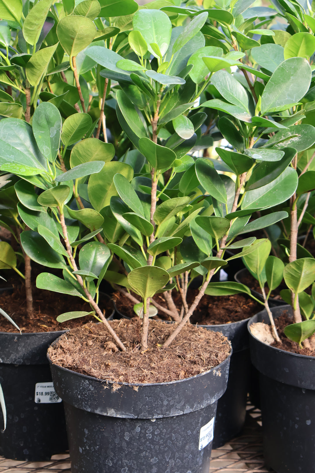 7" FICUS MOCLAME