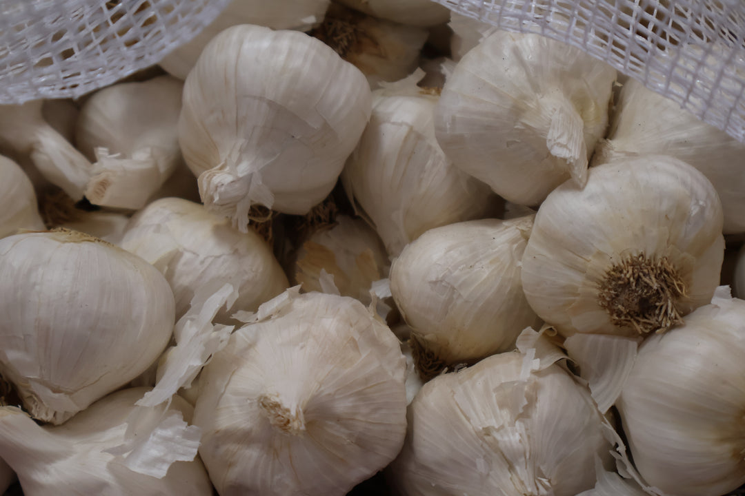 Large Garlic Bulb
