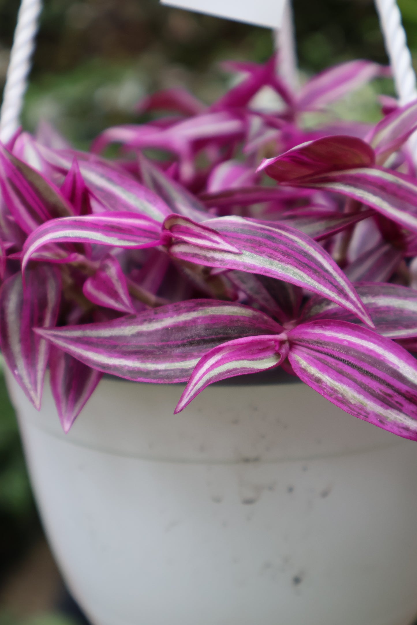6" HB TRADESCANTIA PINK PARADISE