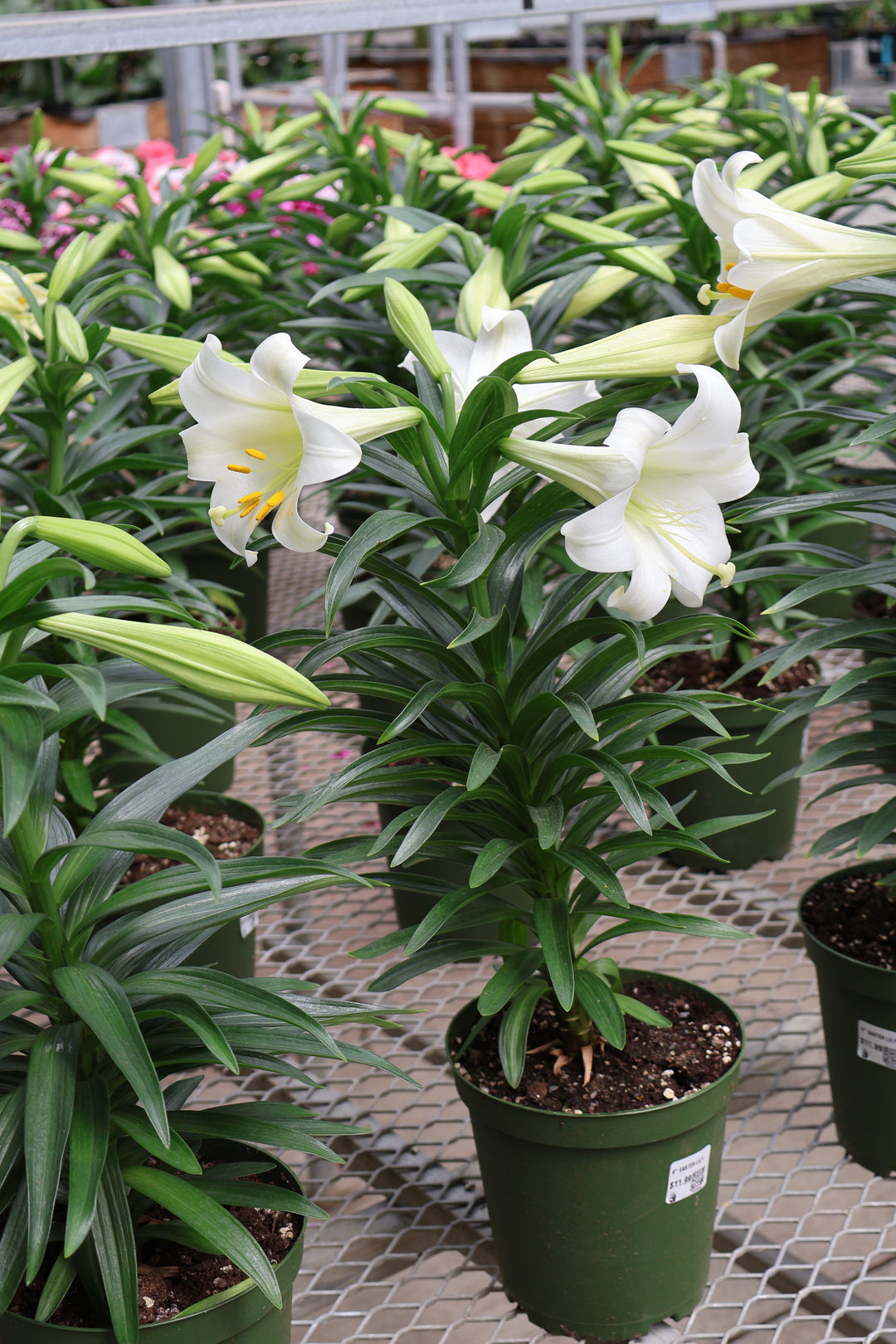 6" EASTER LILY