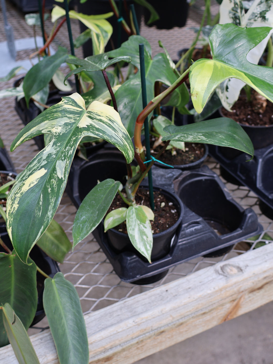 4.5" PHILODENDRON FLORIDA BEAUTY