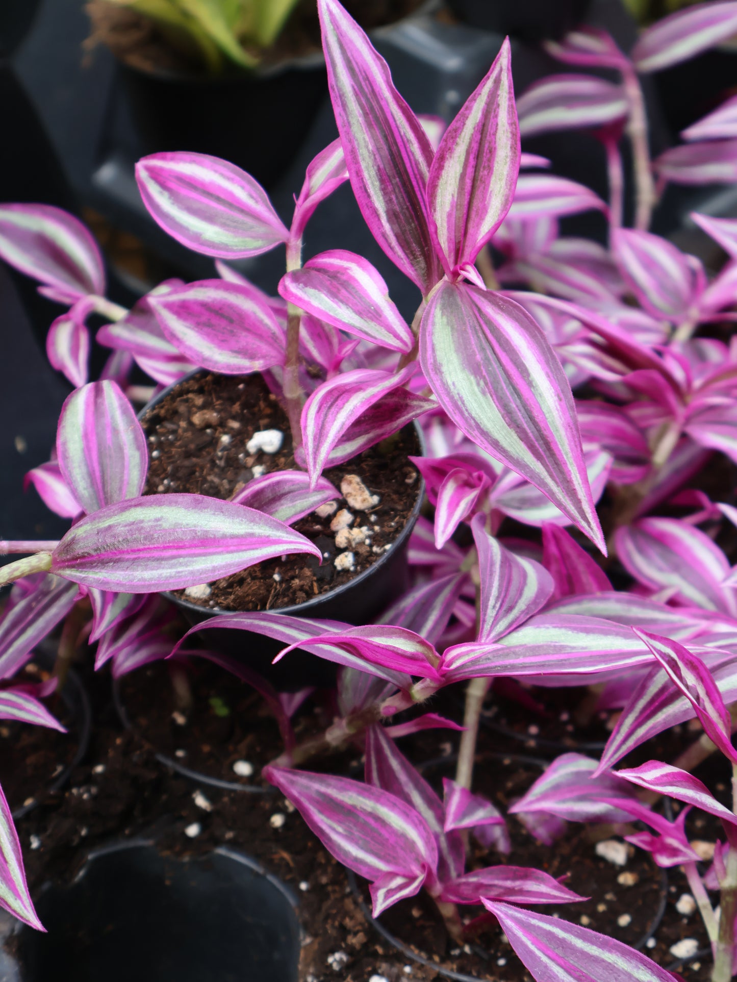 3" TRADESCANTIA PINK PARADISE