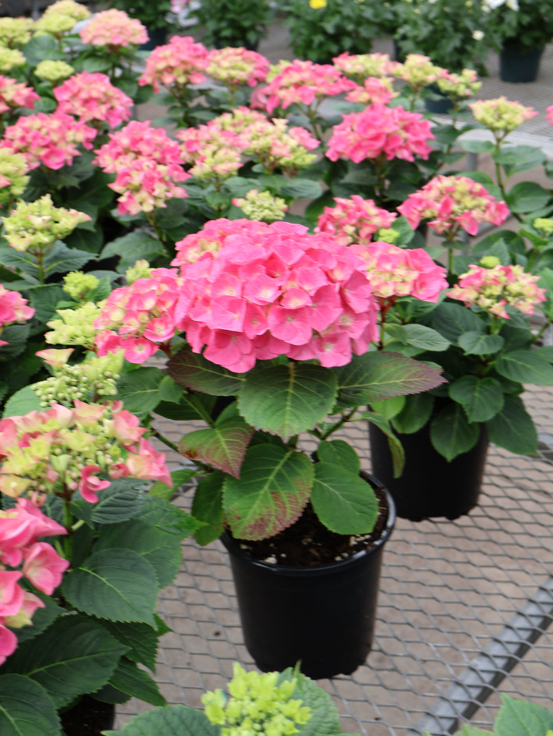 6" HYDRANGEA