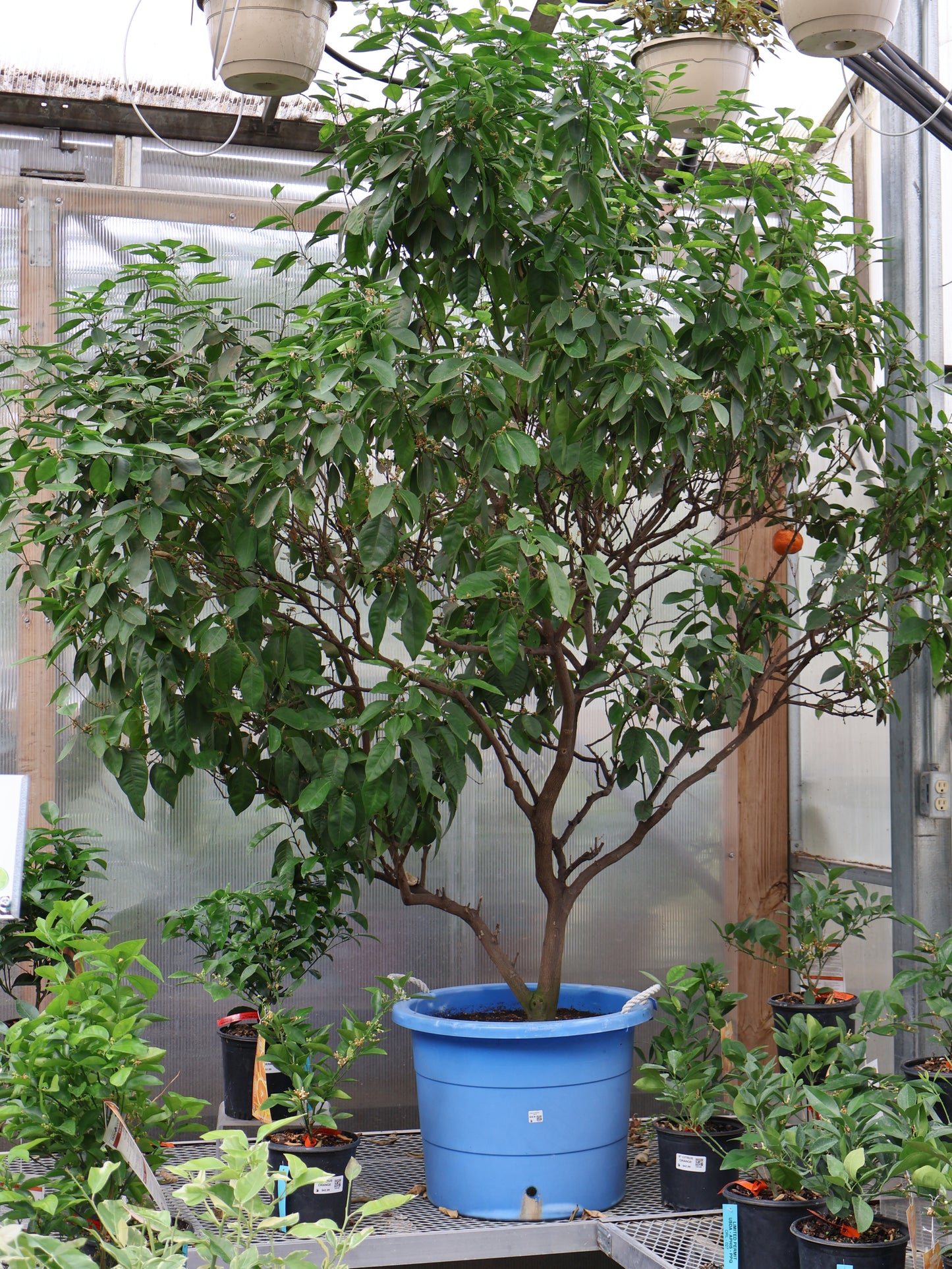 CITRUS CLEMENTINE TREE XL