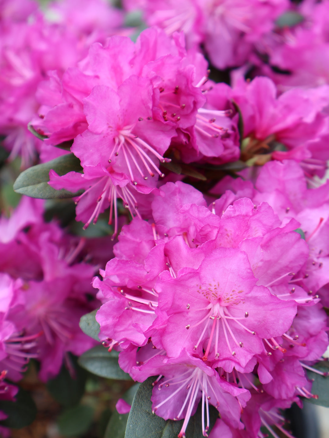 Rhododendron - PJM Star Elite