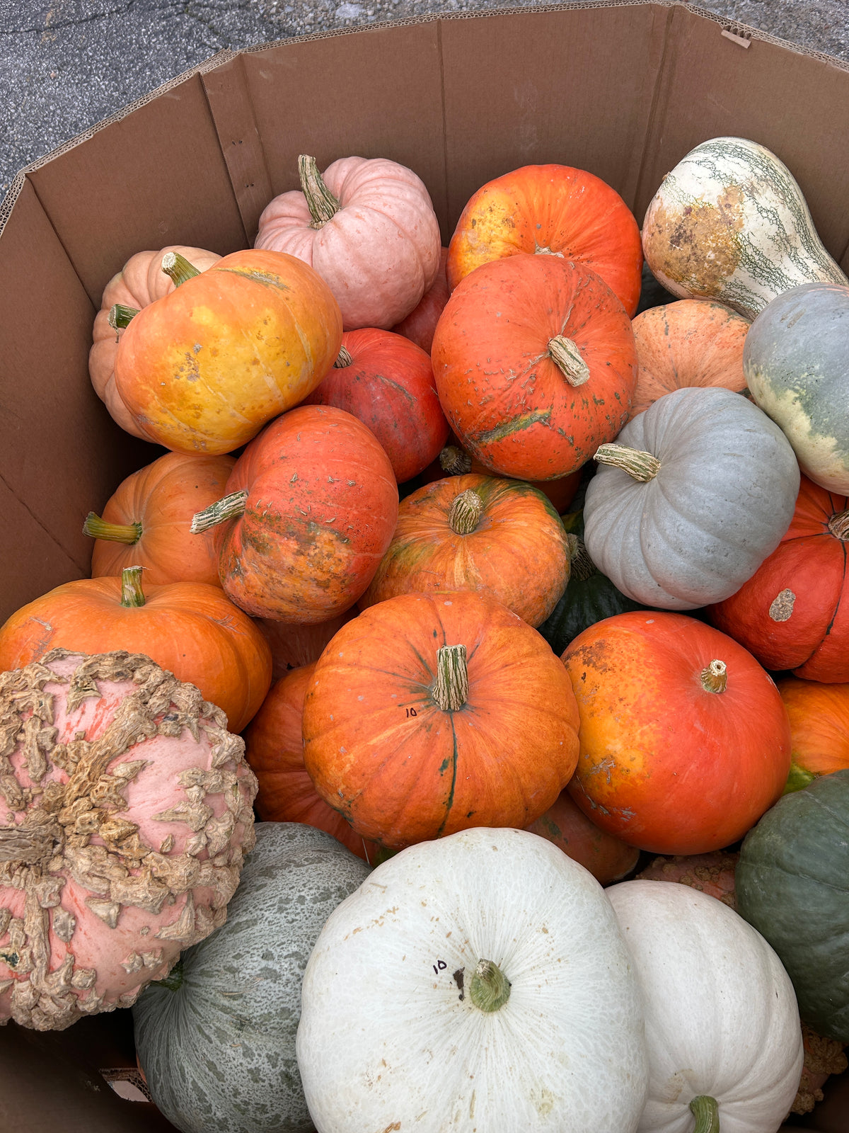 Fall Mix