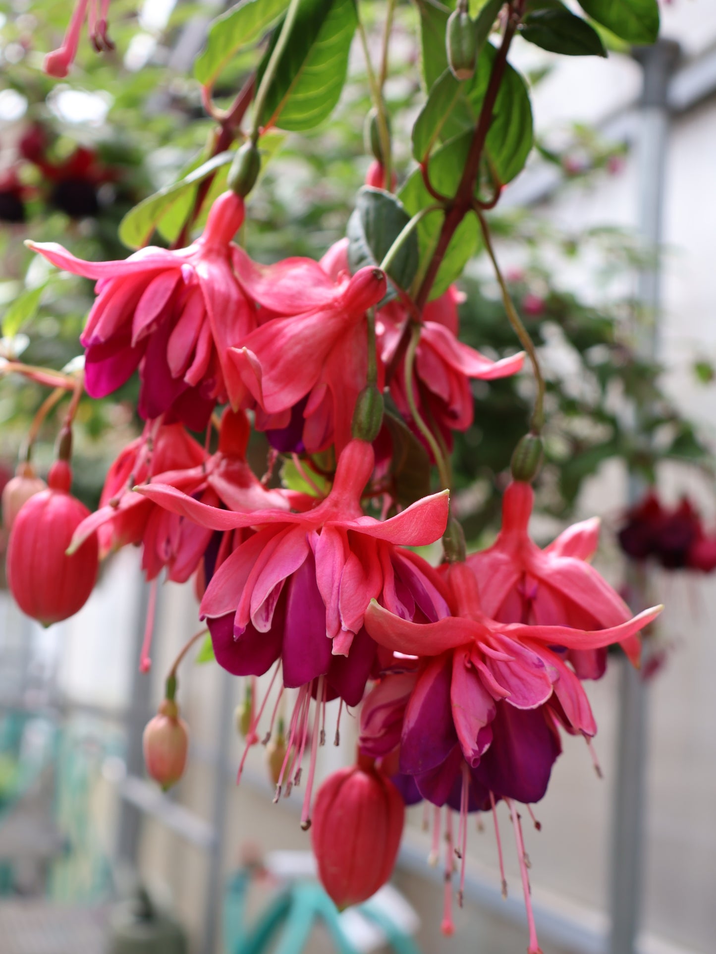 10" HB FUCHSIA
