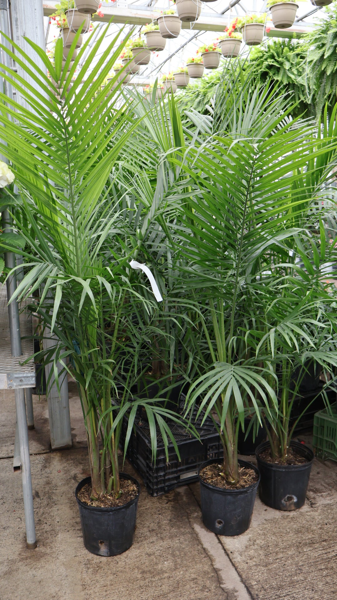 10" MAJESTY PALM