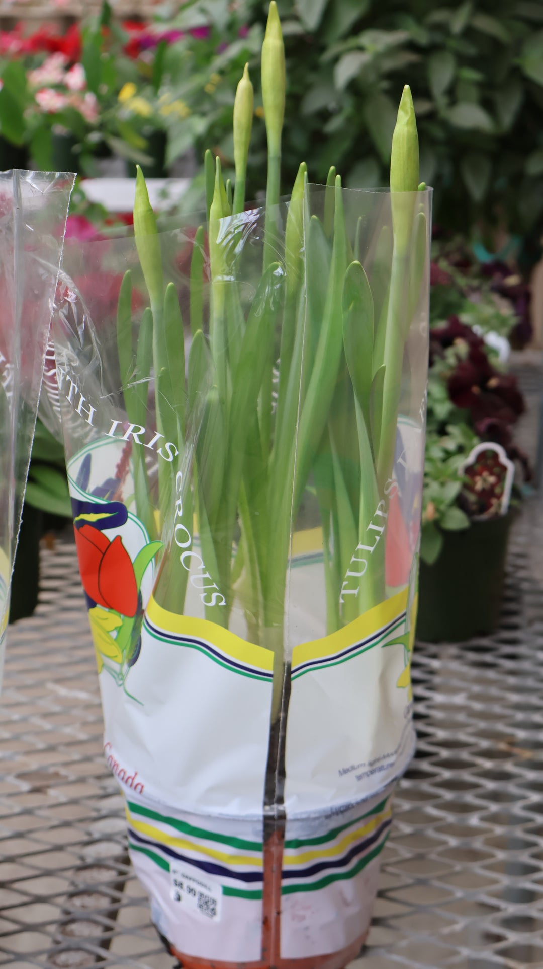 6" DAFFODIL
