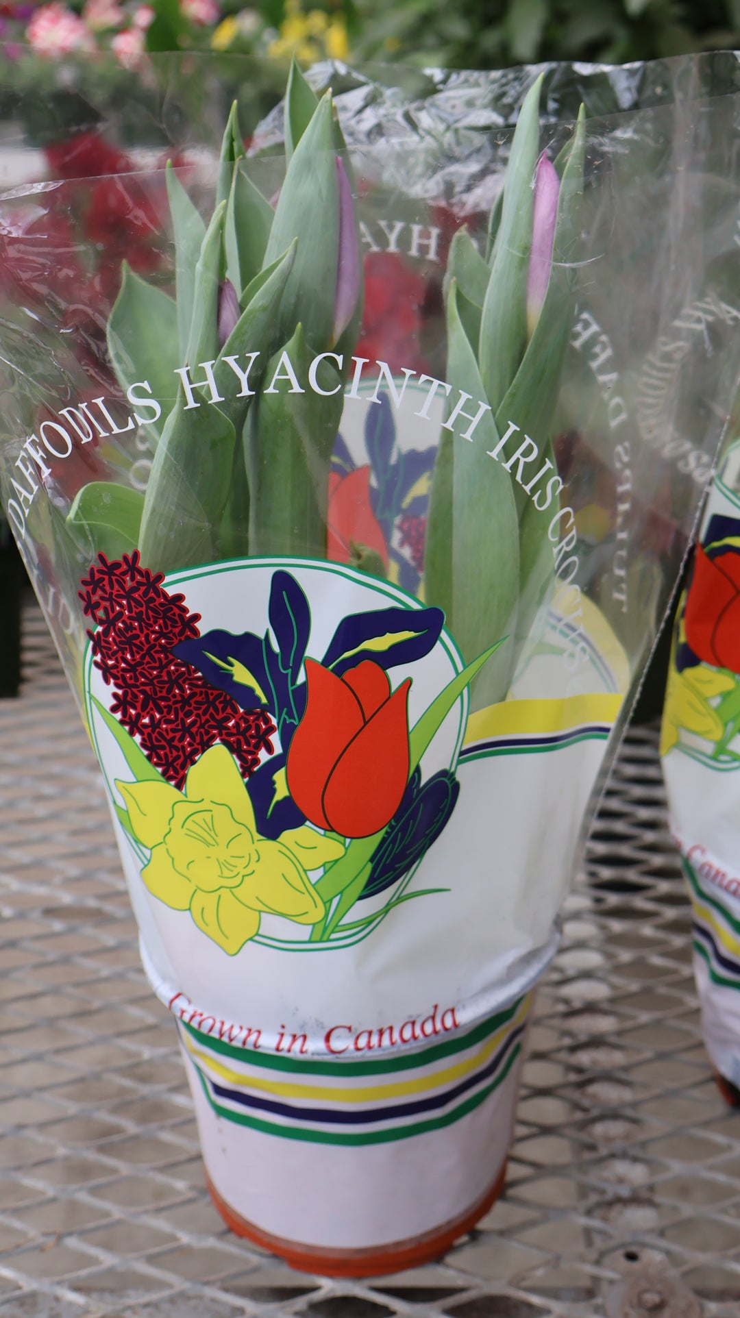 6" TULIP