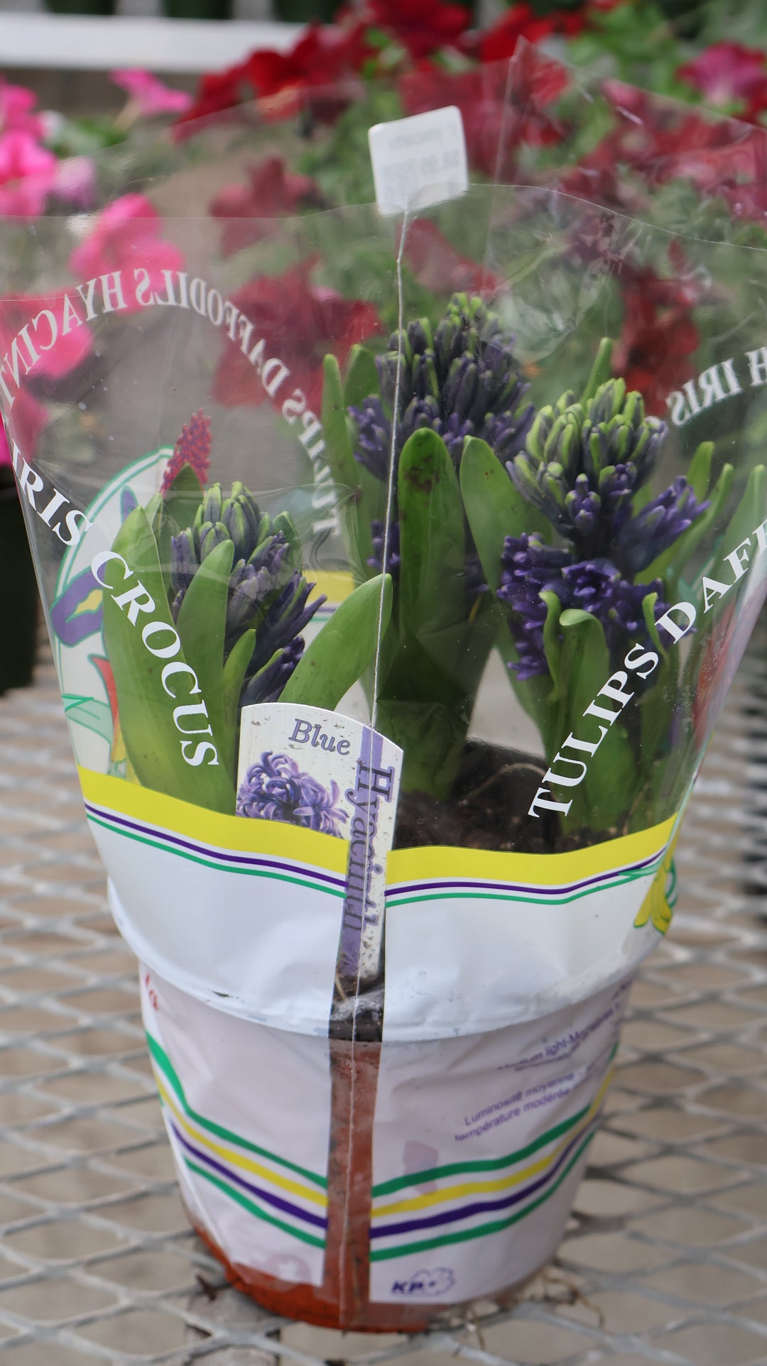 6" HYACINTH