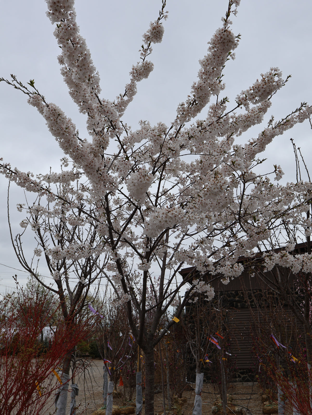 Cherry - Yoshino White