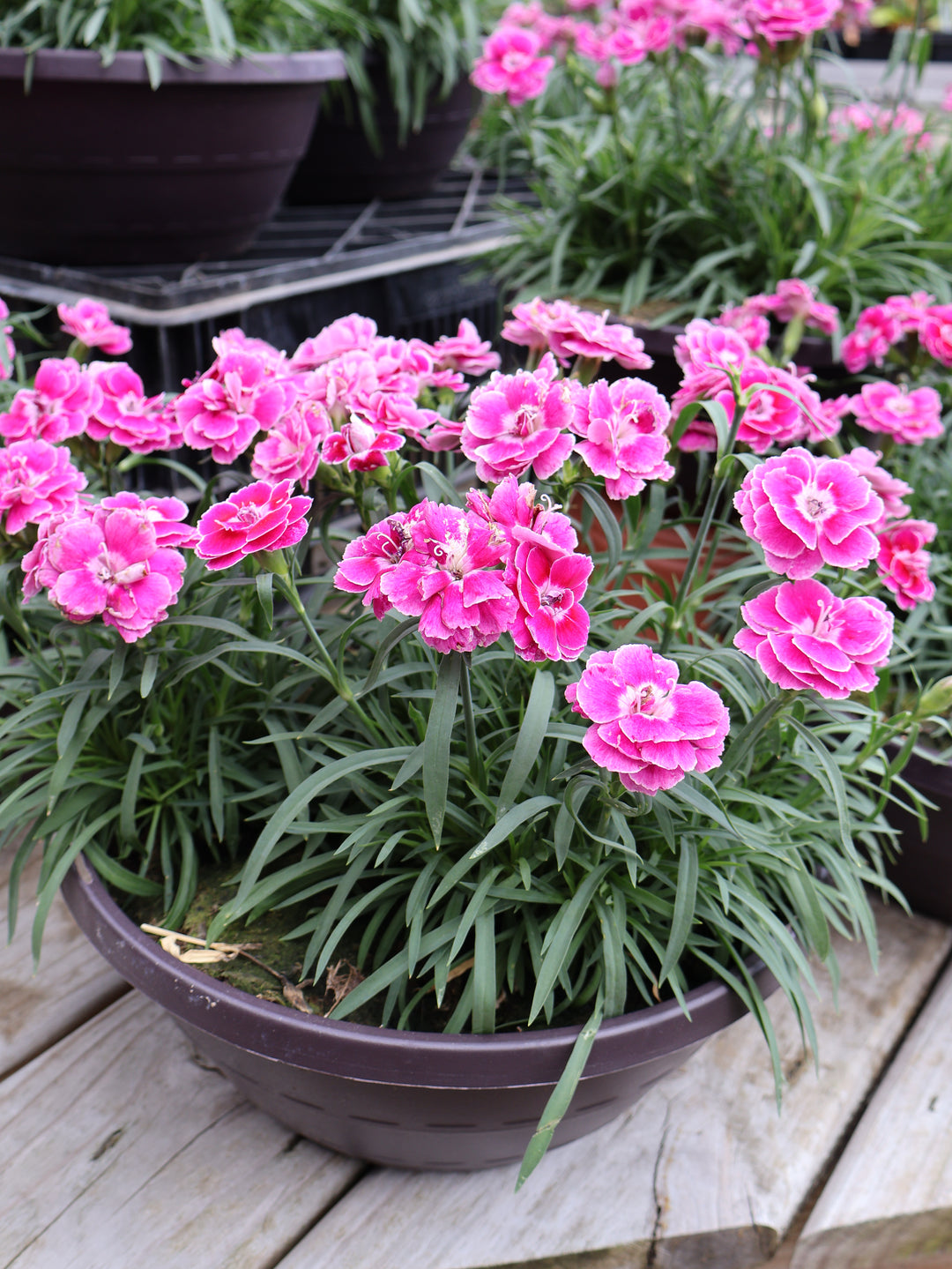 DIANTHUS BOWL