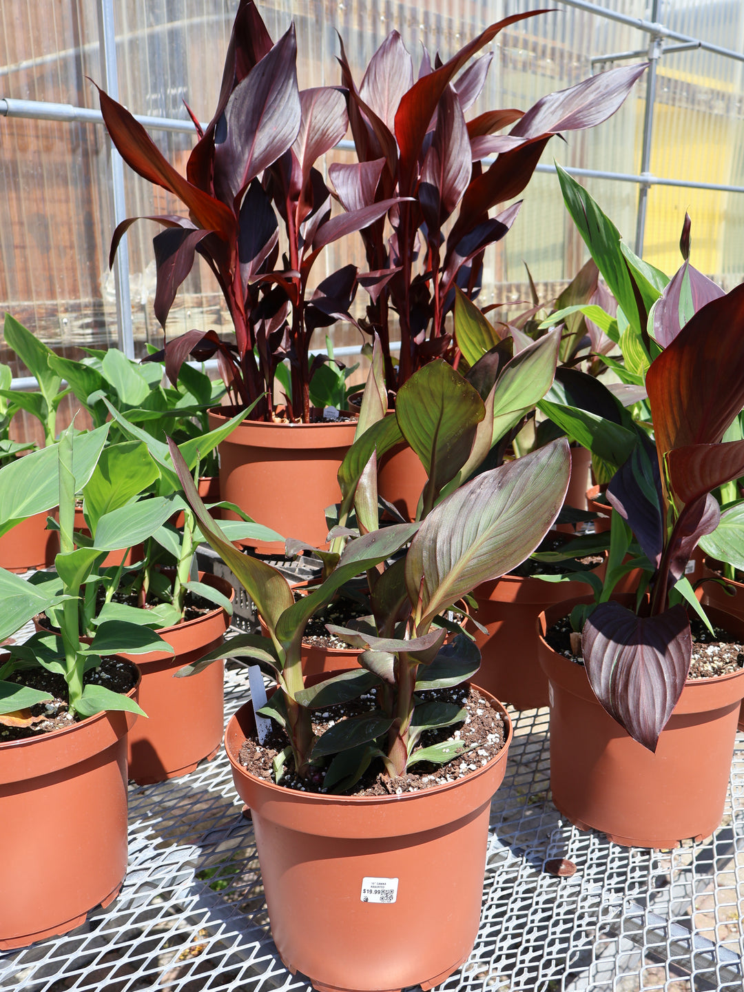10" CANNA ASSORTED