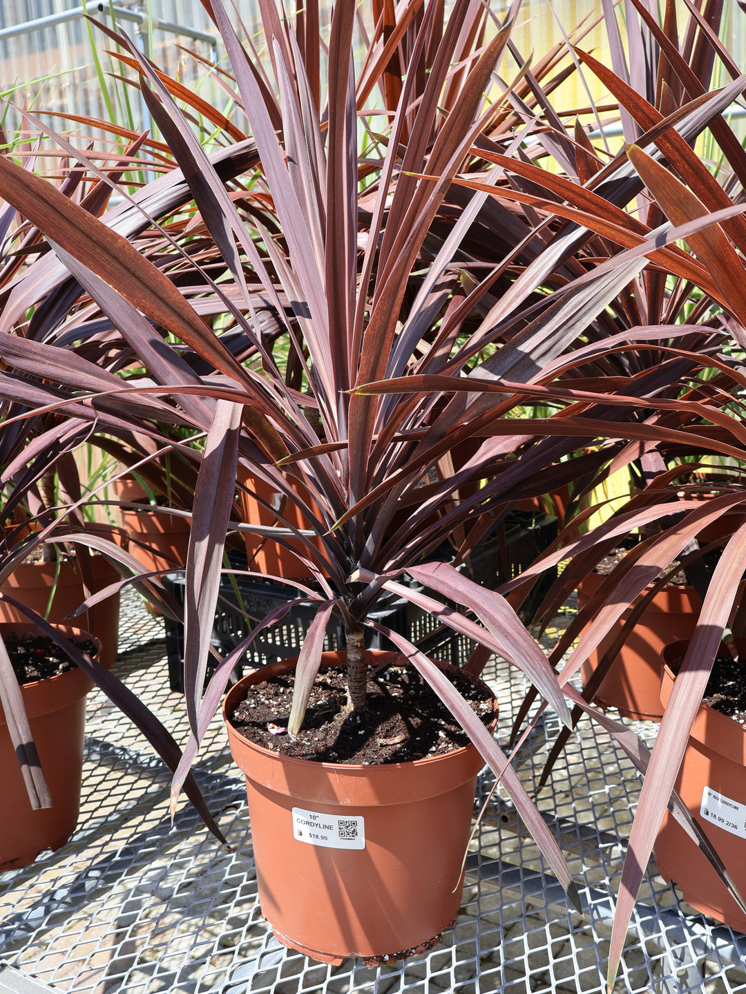 10" CORDYLINE