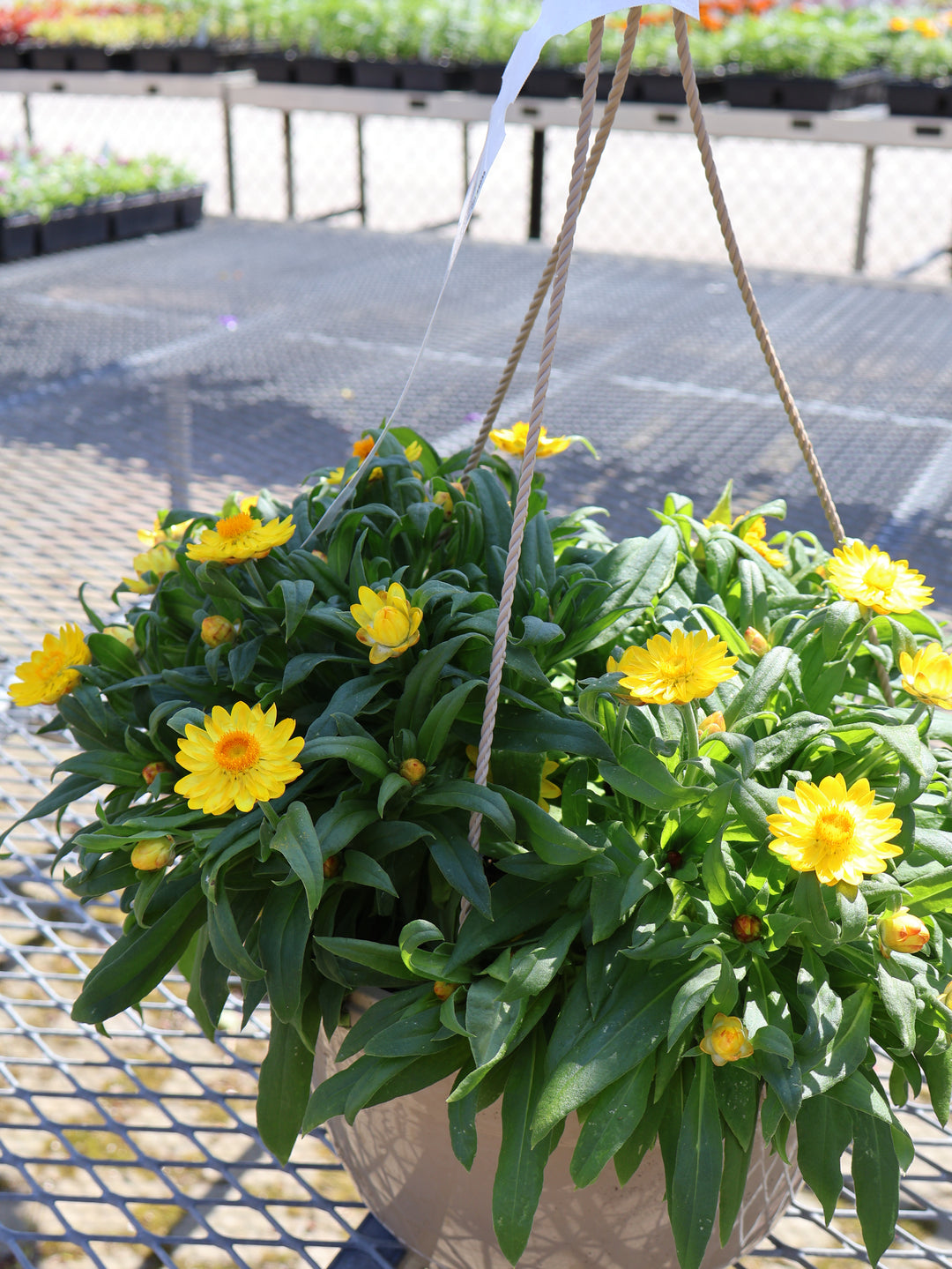 10" HB TRAILING STRAWFLOWER