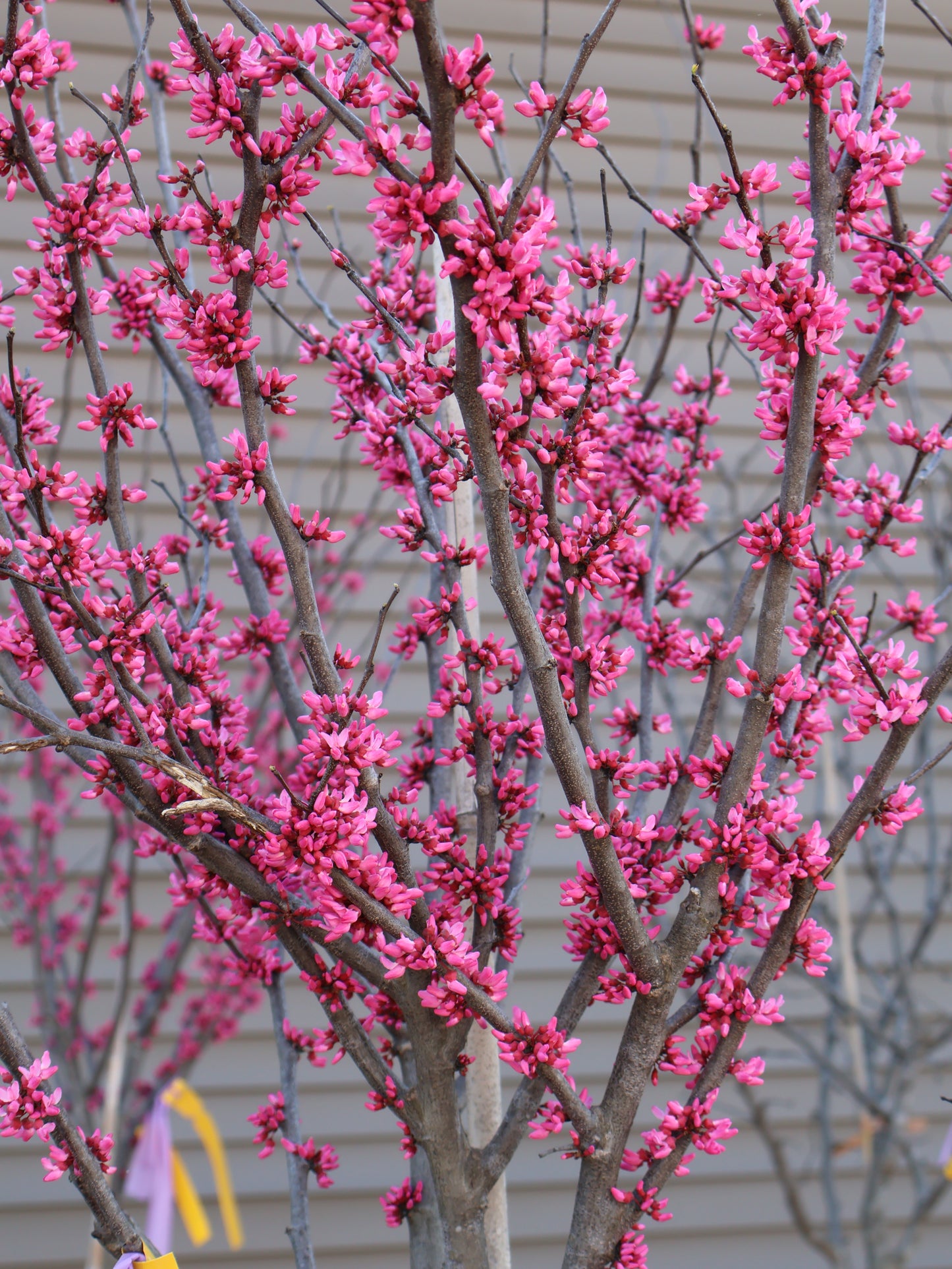 Redbud - Appalachian Red