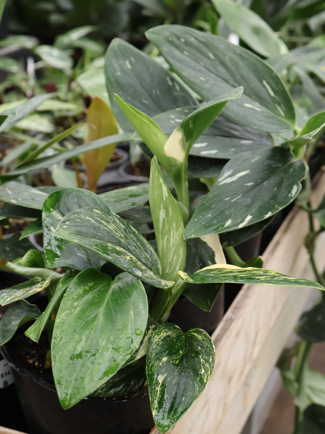 4.5" MONSTERA COBRA