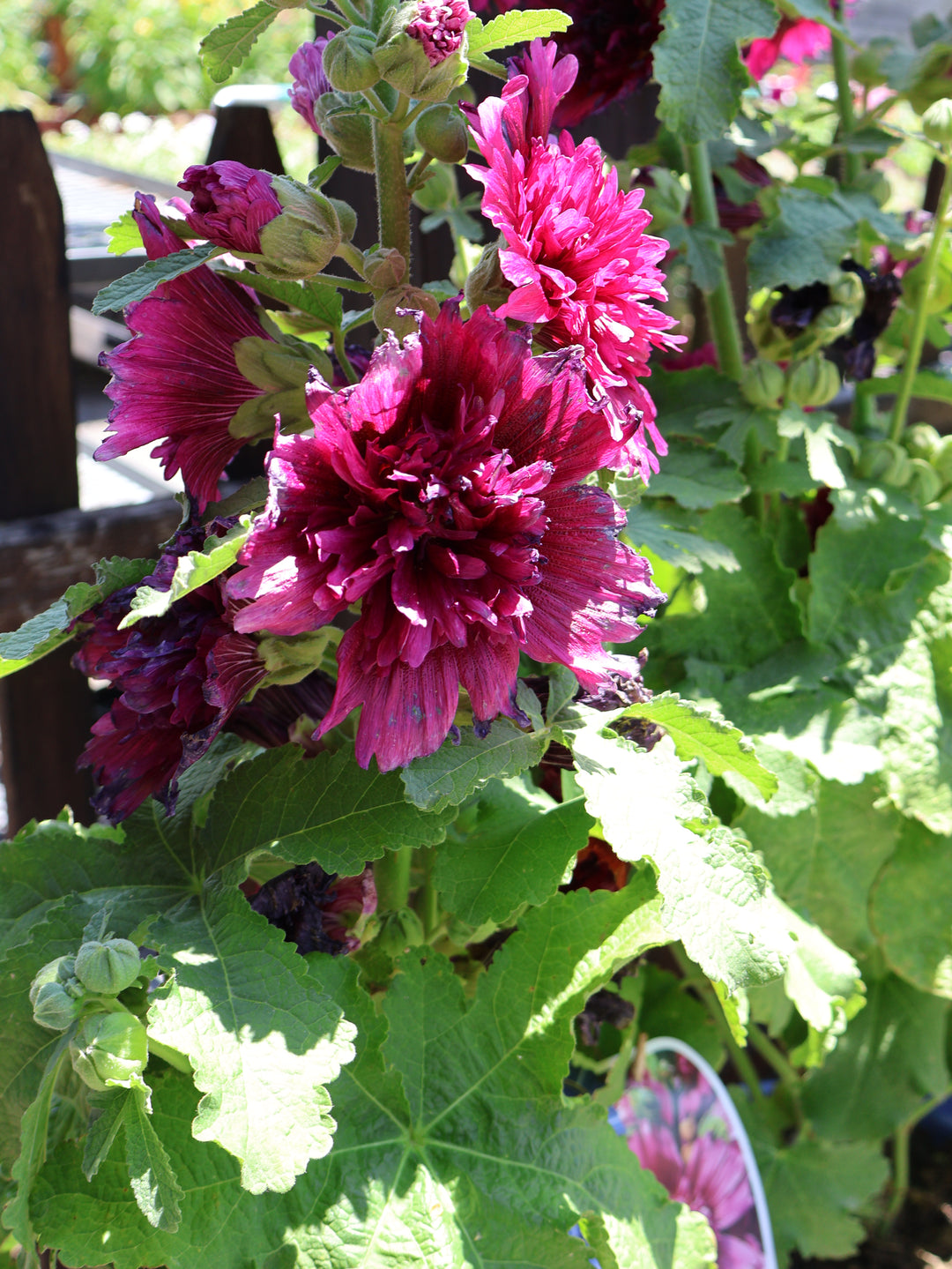 Alcea ‘Spring Celebrities' Hollyhock