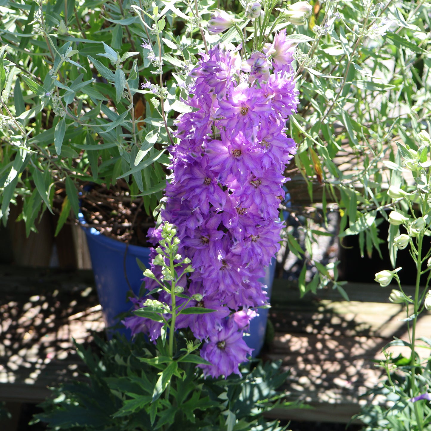 Delphinium 'Del Breezin' Larkspur