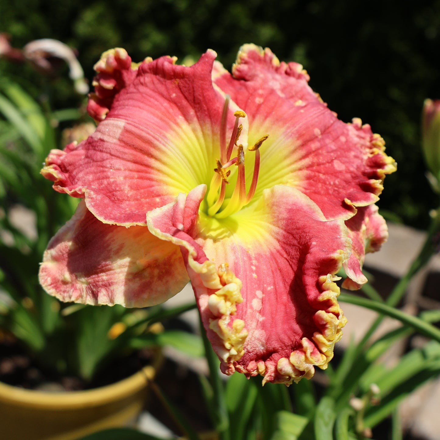 Hemerocallis 'Born to Run' Daylily