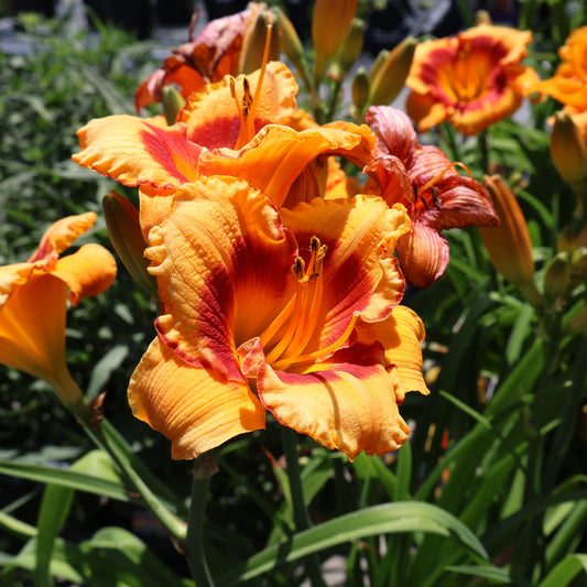 Hemerocallis 'You Are My Sunshine' Daylily