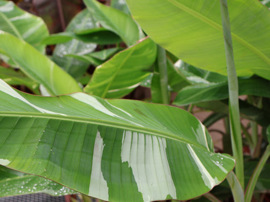 10" BANANA FLORIDA VARIEGATED