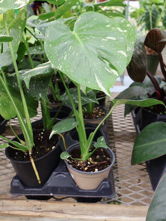 4.5" THAI CONSTELLATION MONSTERA