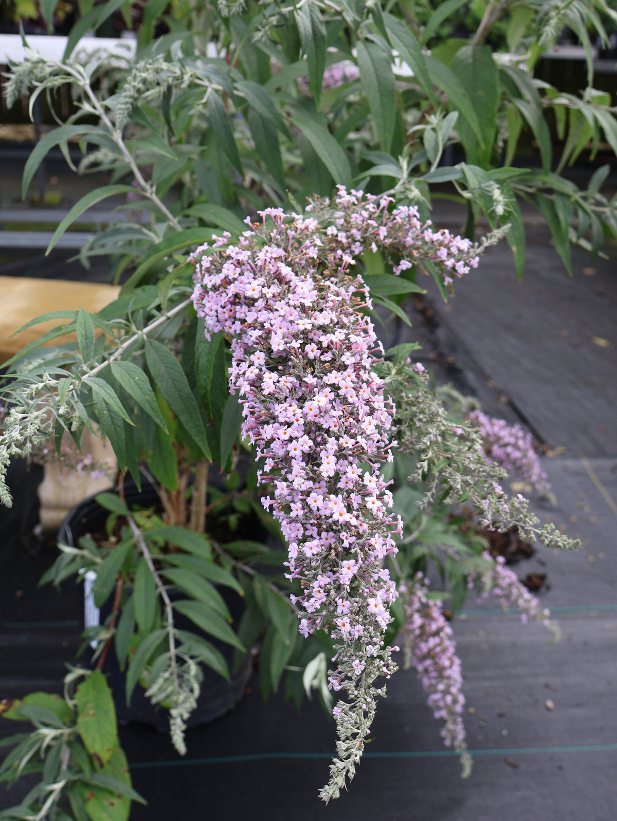 Butterfly Bush - Grande Cascade