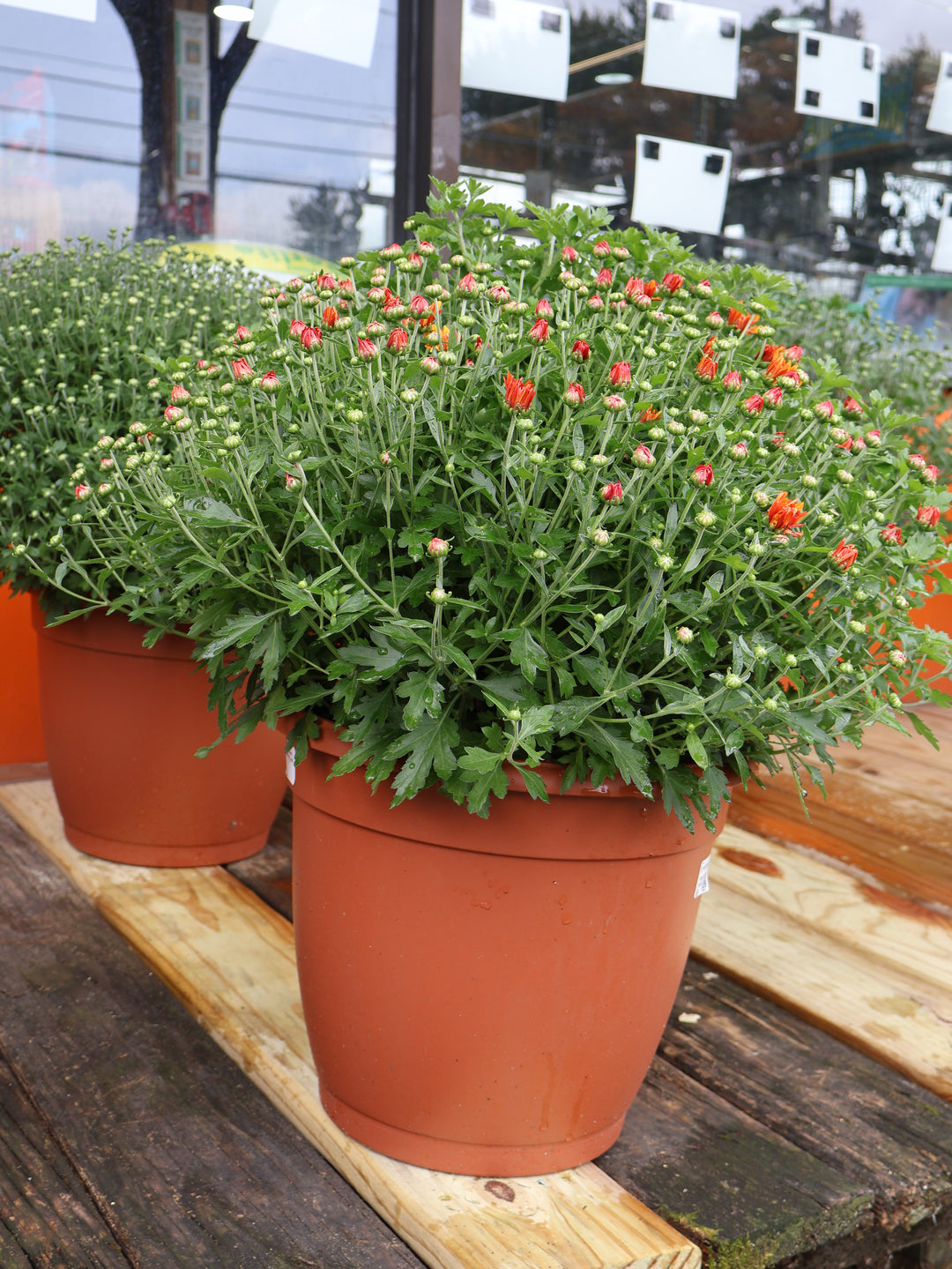 12" PATIO MUM