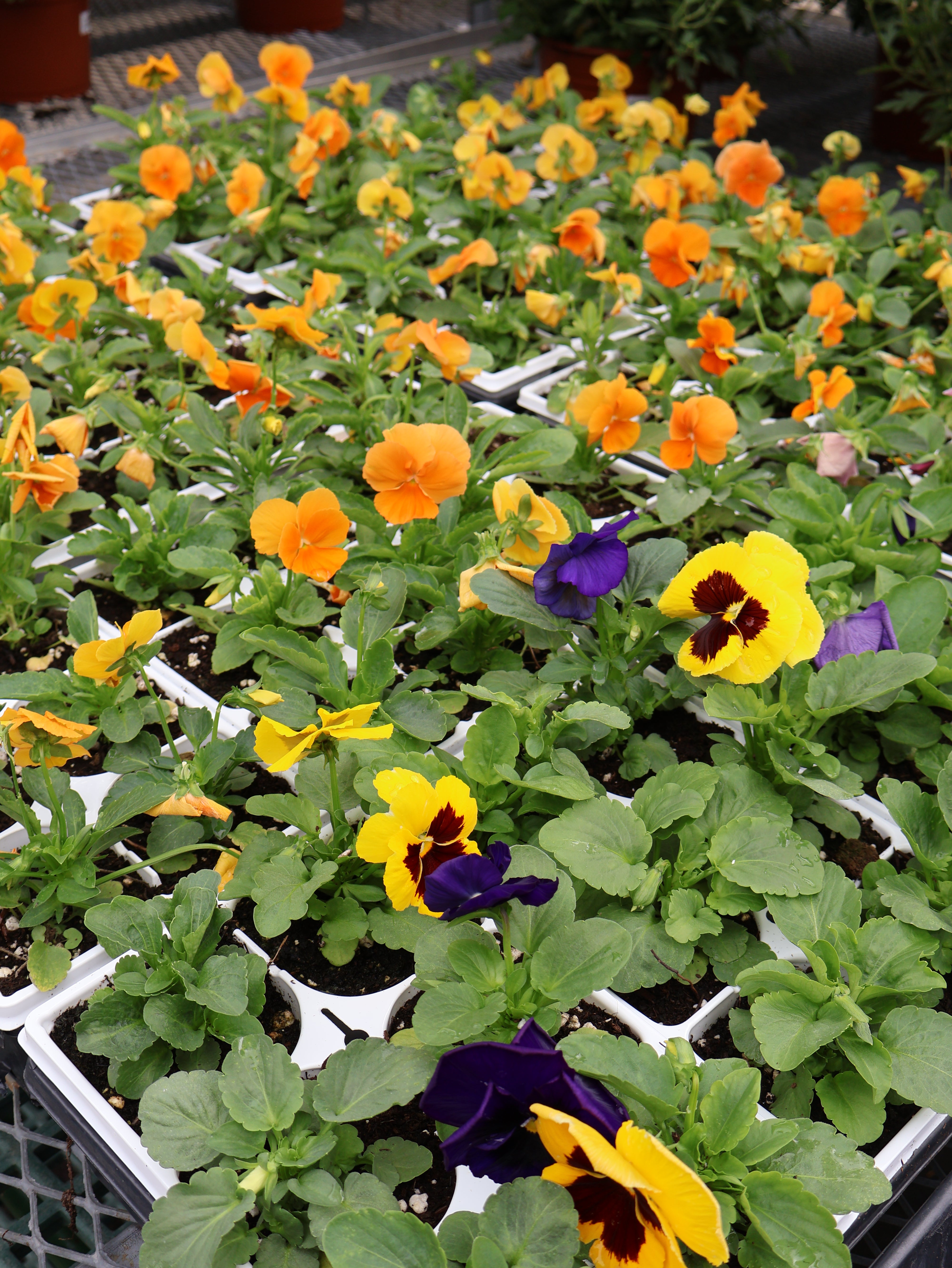 6-Pack Pansy/Viola – Pandy's Garden Center