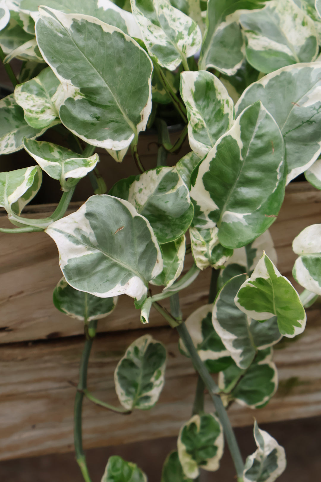 4.5" POTHOS N' JOY