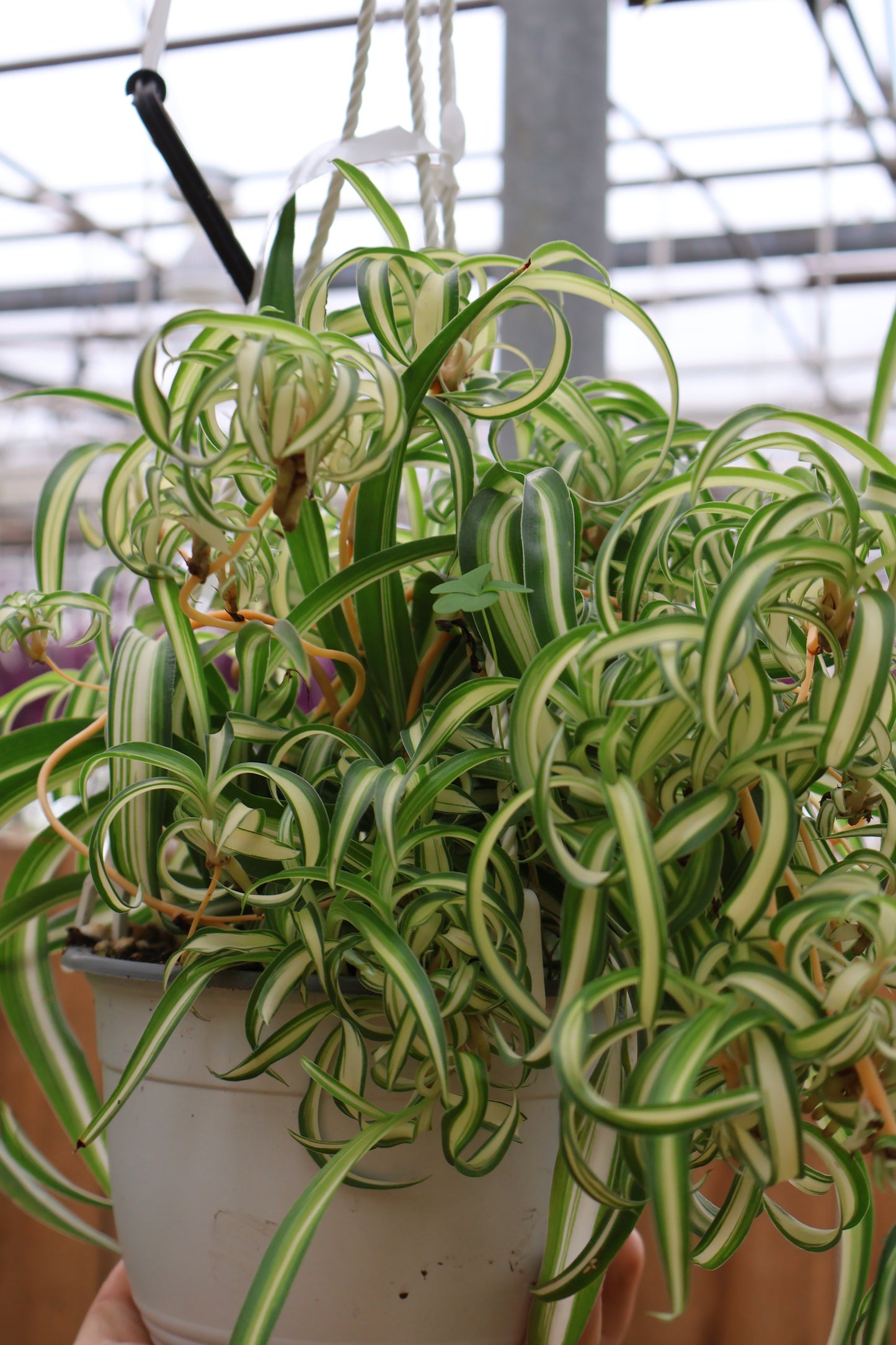 6" HB SPIDER PLANT BONNIE